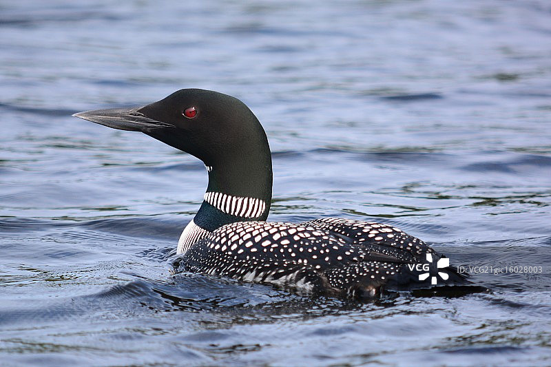 警惕的潜鸟图片素材