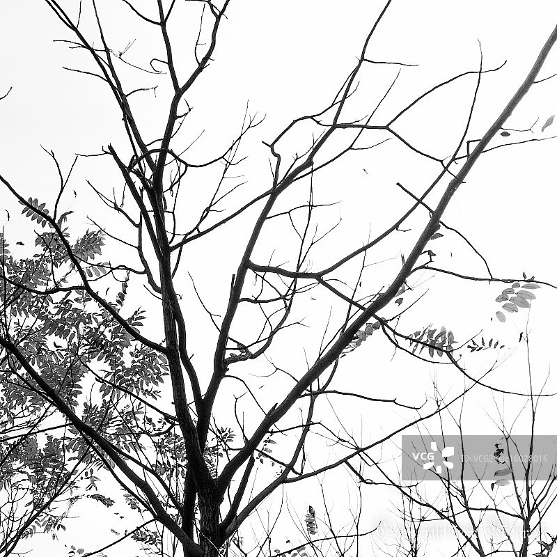 光秃的树枝图片素材