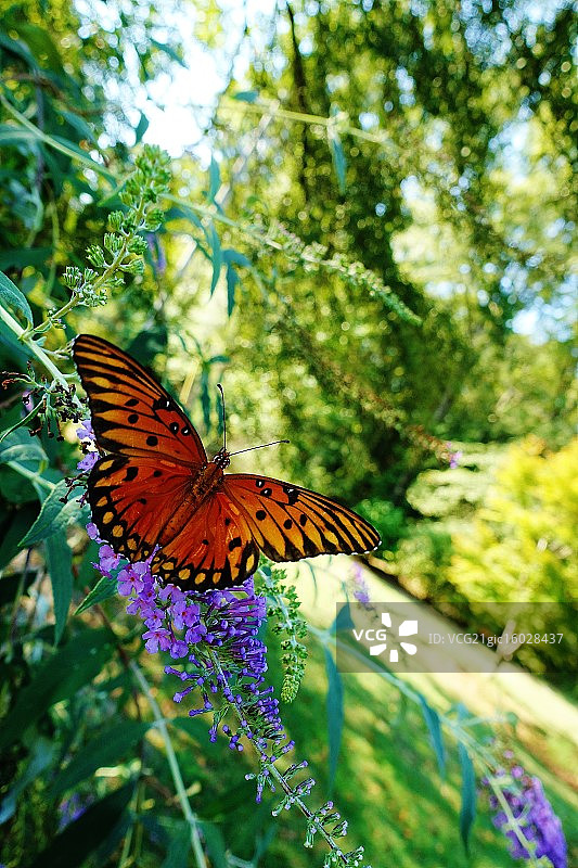 海湾贝母蝴蝶图片素材