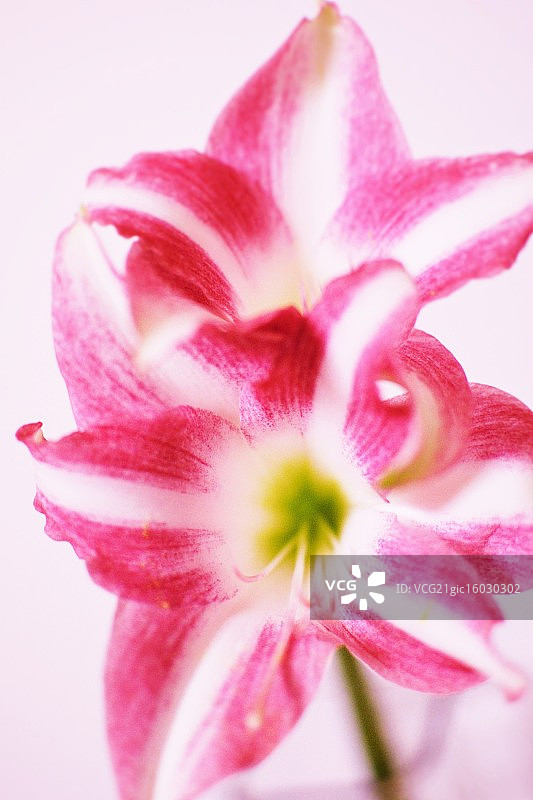 孤挺花图片素材