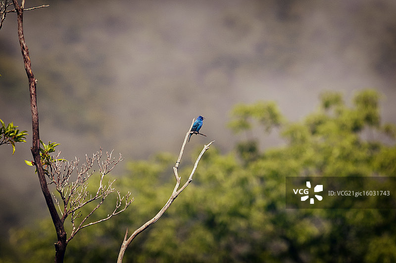 蓝色的鸟图片素材