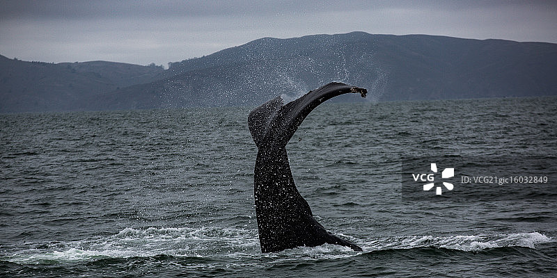 日出时分的座头鲸图片素材