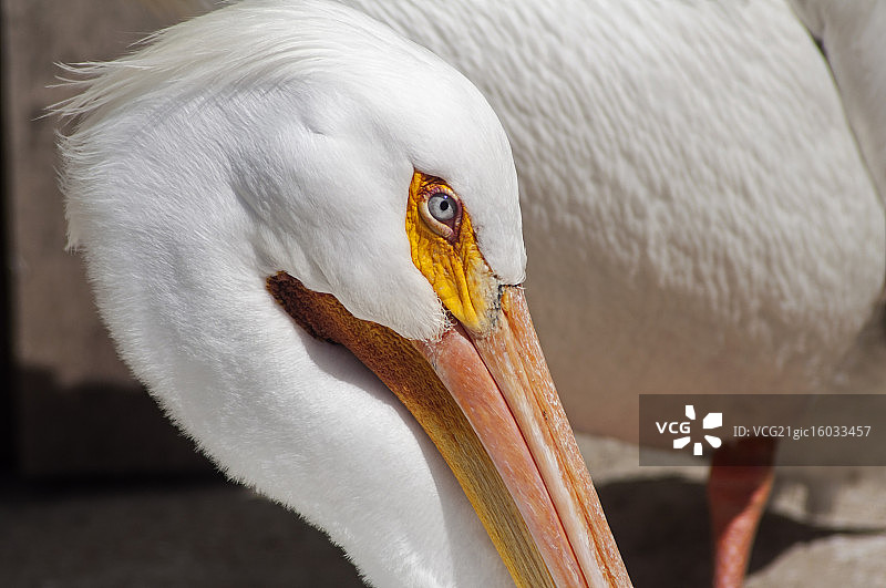 白色鹈鹕的眼睛图片素材