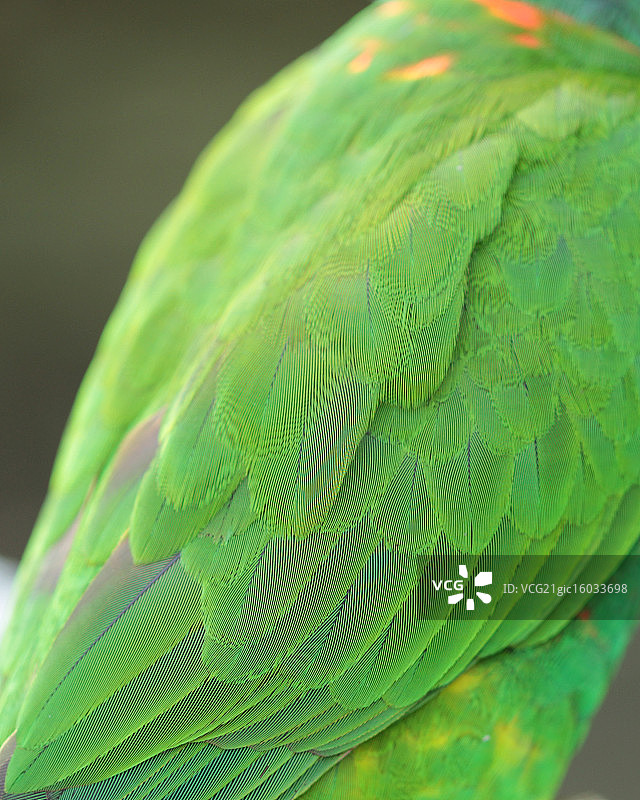 鹦鹉羽毛图片素材