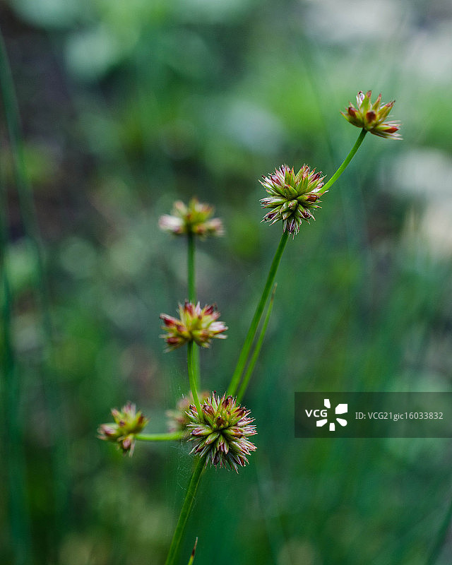 灯心草图片素材
