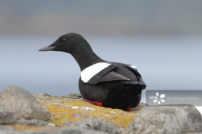 冰岛的黑海雀图片素材