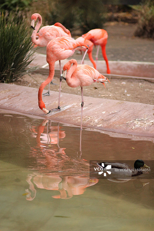 圣地亚哥动物园的火烈鸟图片素材
