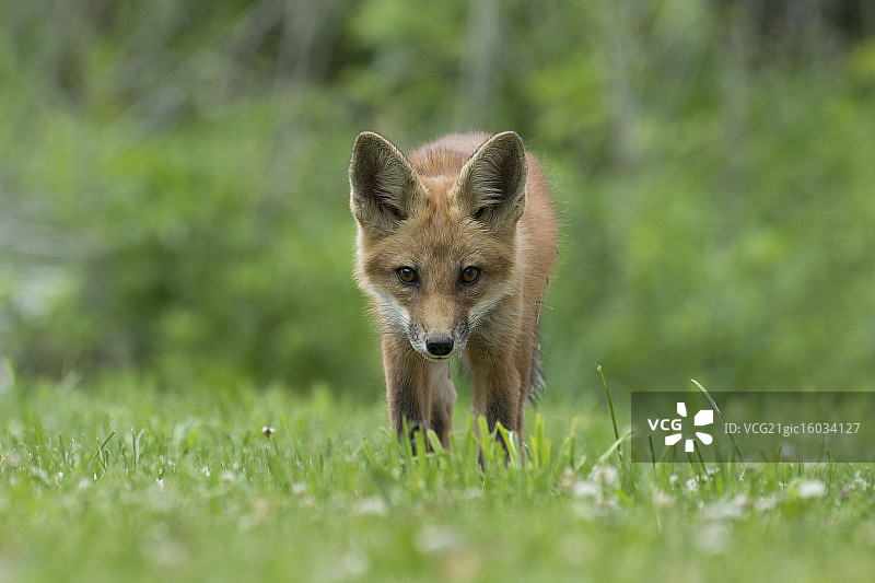 红狐幼崽图片素材