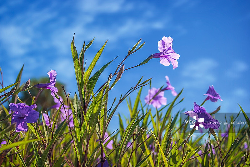 紫色花瓣图片素材