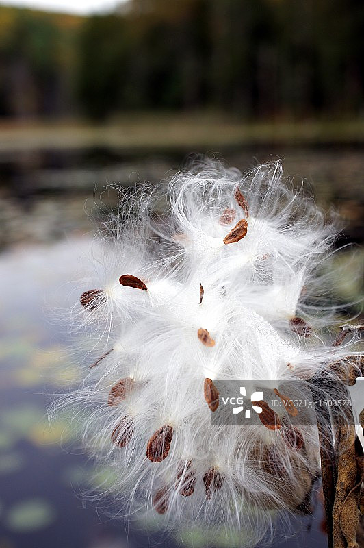 佛蒙特州马利筋图片素材