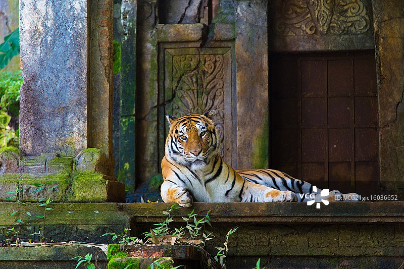 大型猫科动物图片素材