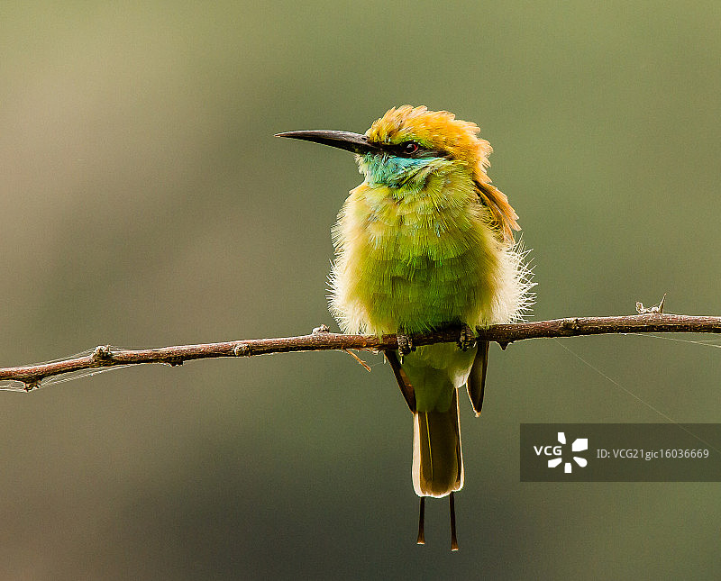 绿喉蜂虎图片素材