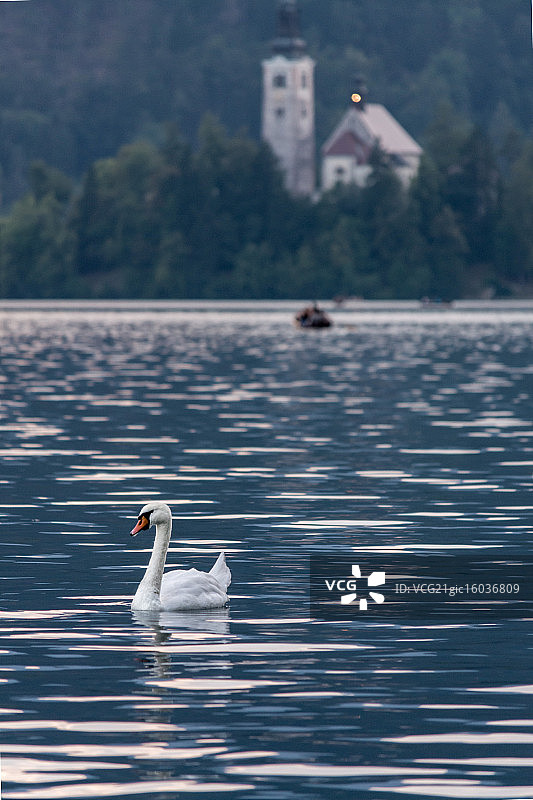 染色的天鹅湖图片素材