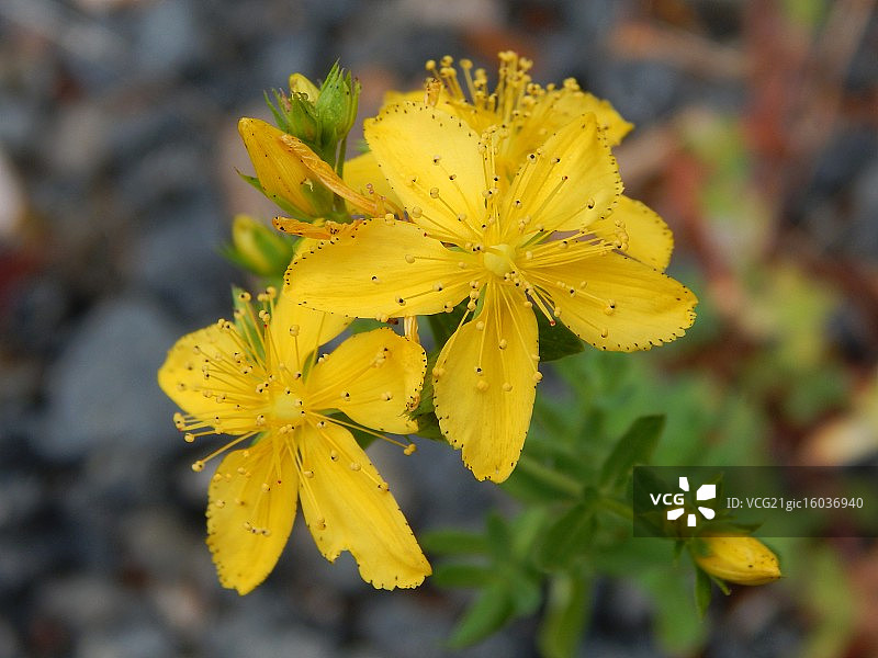 圣约翰草图片素材