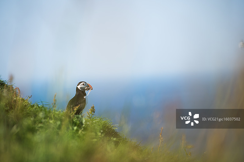 角嘴海雀图片素材
