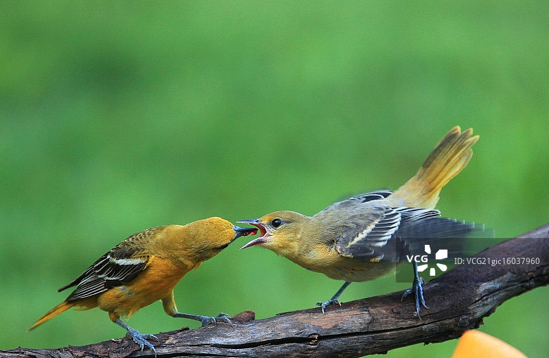 喂食时间图片素材