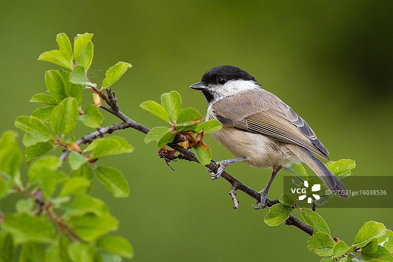 沼泽山雀图片素材