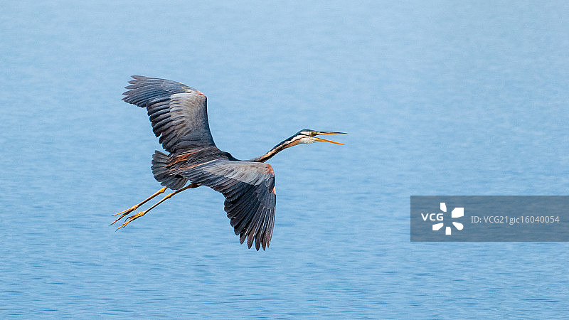 紫鹭飞翔图片素材