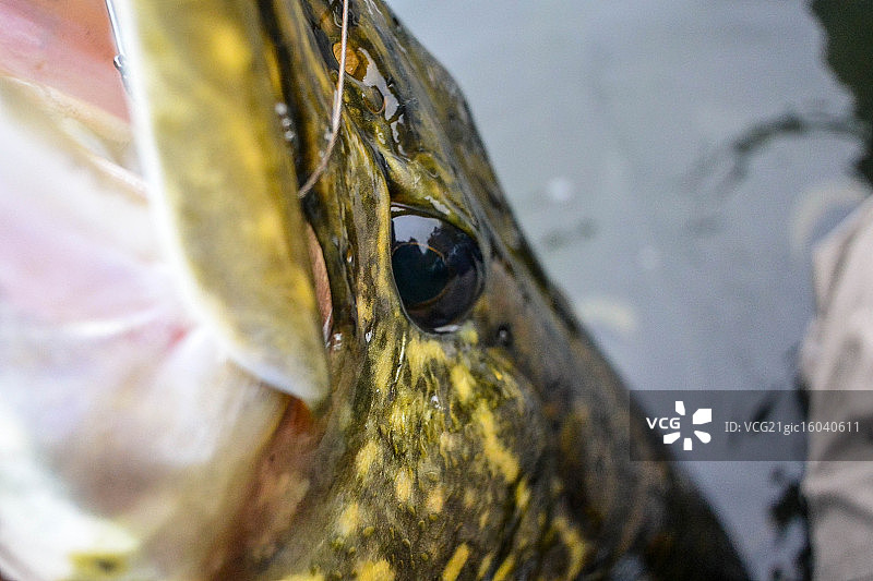 梭子鱼图片素材