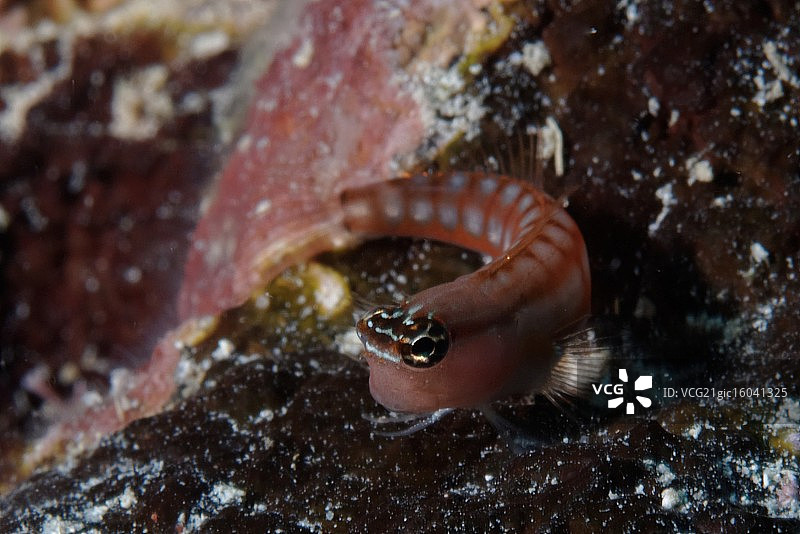 虾虎鱼图片素材