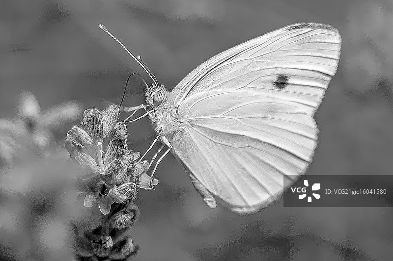 欧石楠属图片素材