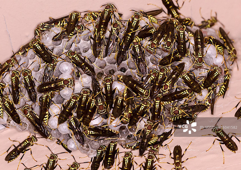 黄蜂巢群图片素材