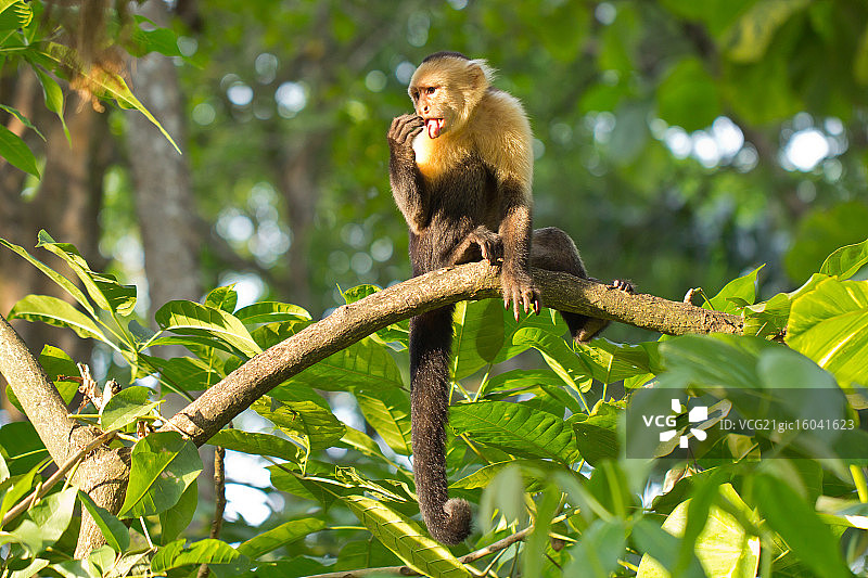 白面卷尾猴图片素材
