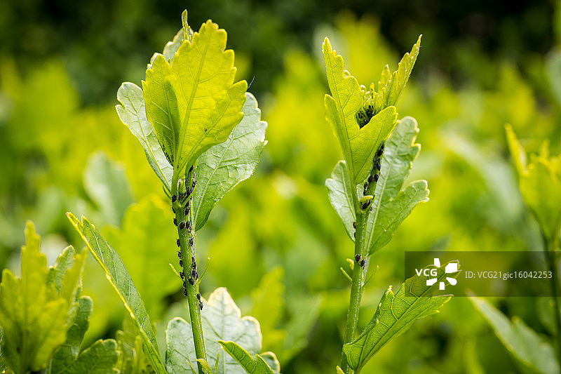 蚜虫侵扰图片素材