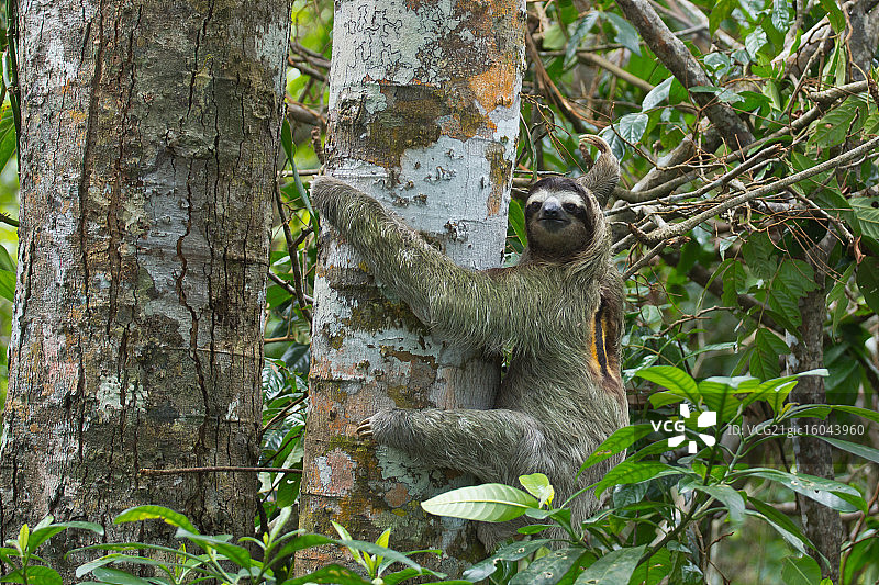 二趾树懒图片素材