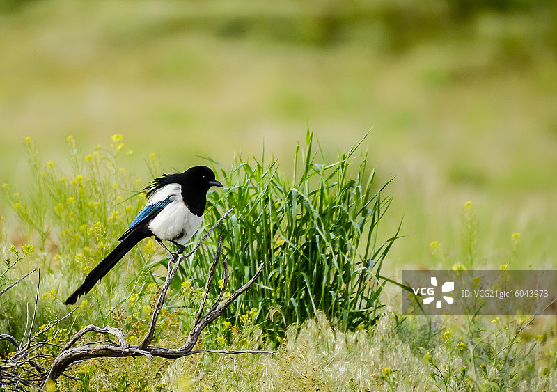 黑嘴喜鹊图片素材