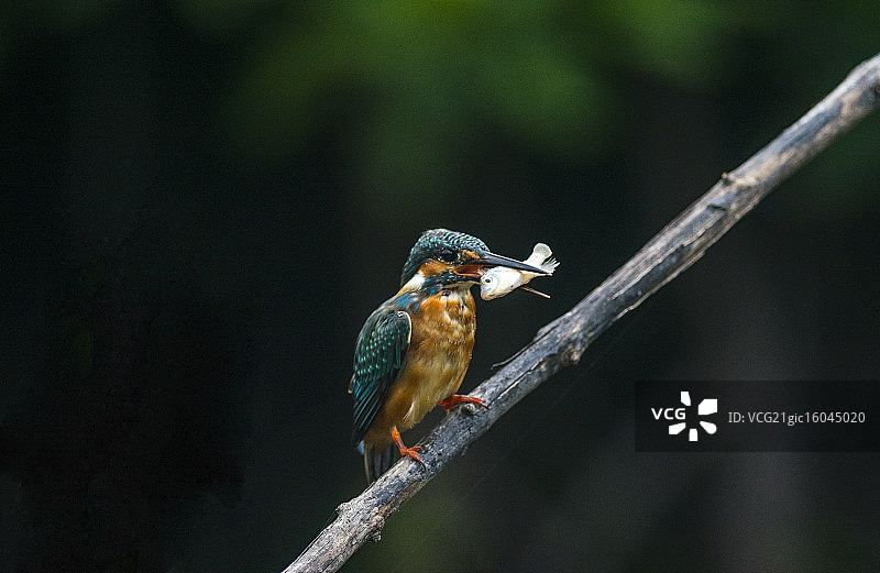 普通翠鸟图片素材