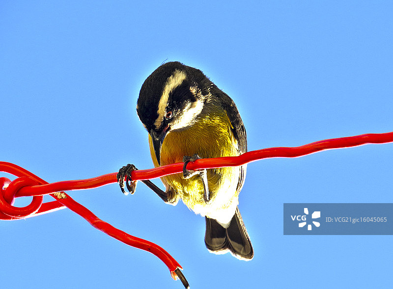 坎巴西卡图片素材