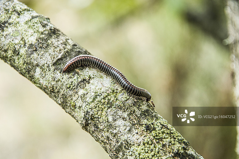 蜈蚣与蚂蚁对话图片素材