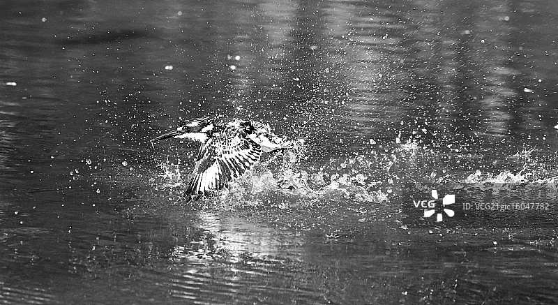 黑白翠鸟捕食瞬间图片素材