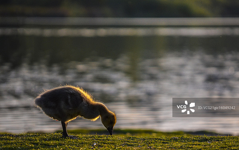 小鸭子图片素材