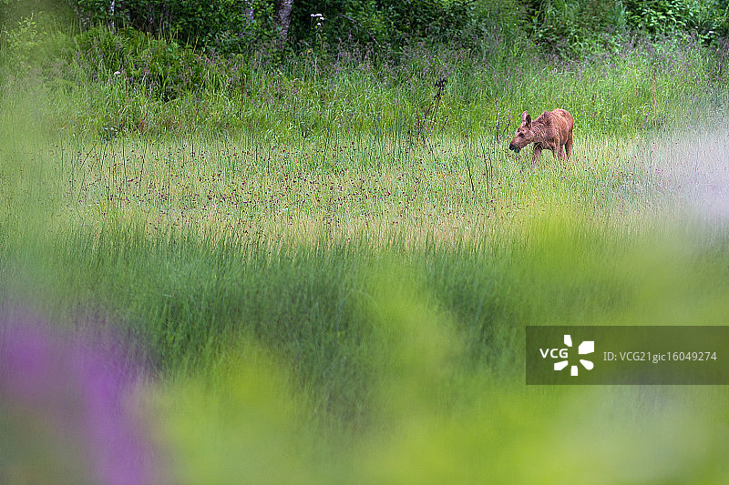 小驼鹿图片素材