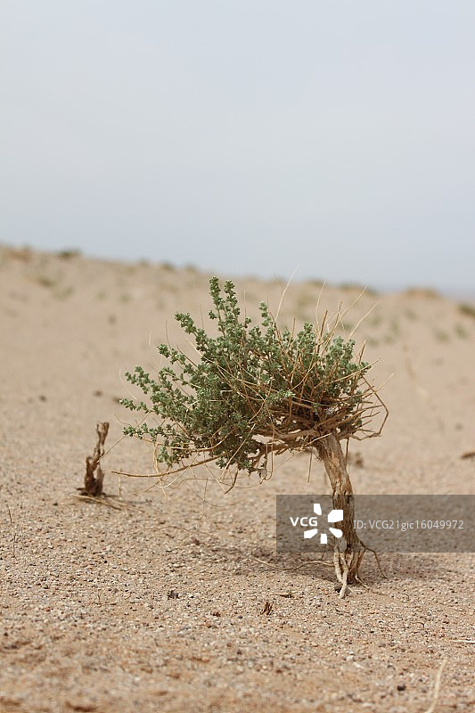 戈壁滩上的百里香树图片素材