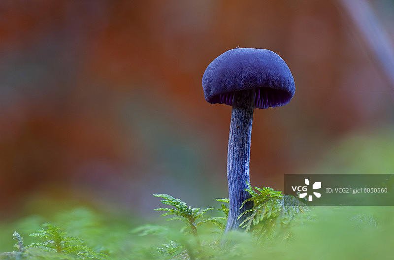 紫晶蜡蘑图片素材