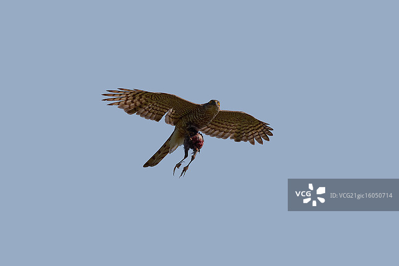 欧亚雀鹰图片素材