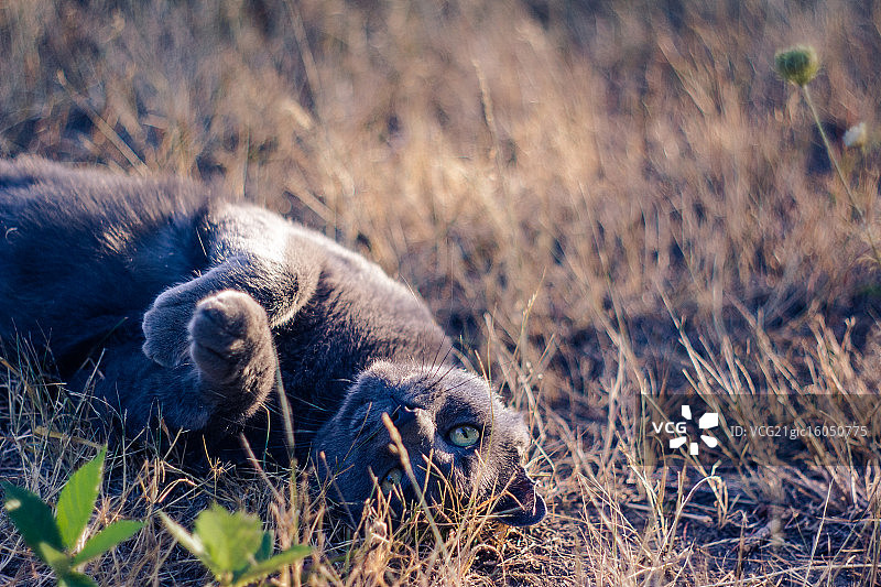 狂野的眼神图片素材