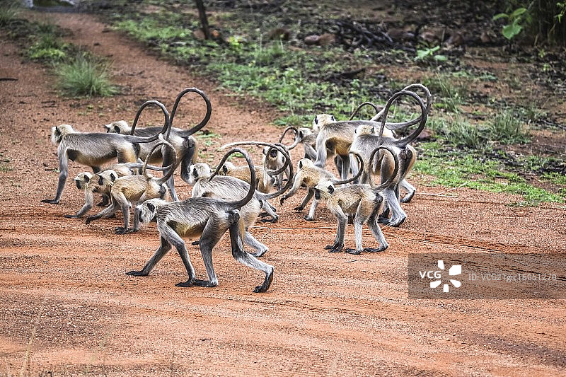 灰叶猴图片素材