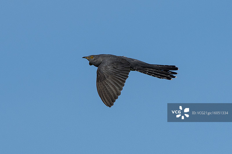 飞行中的布谷鸟图片素材