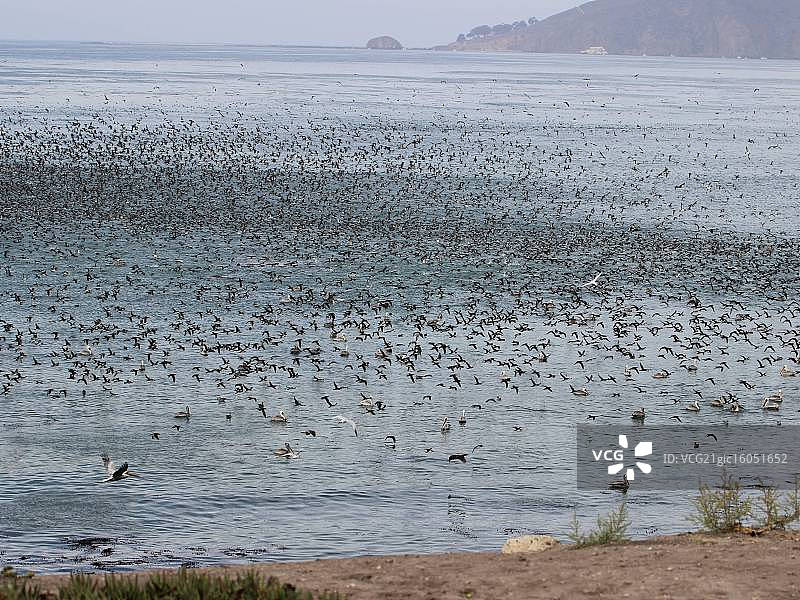 暗色水薙鸟的摄食狂潮图片素材