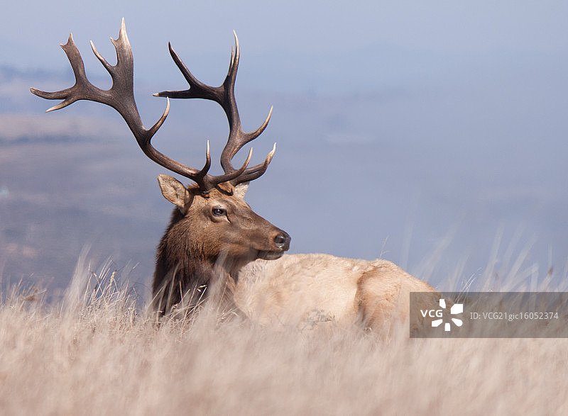 阉割过的雄鹿图片素材