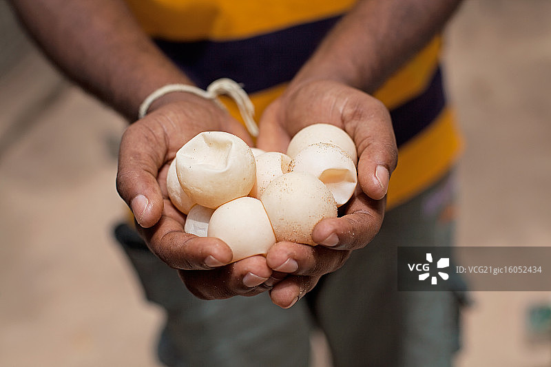 海龟蛋图片素材