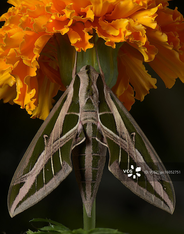 带纹天蛾图片素材
