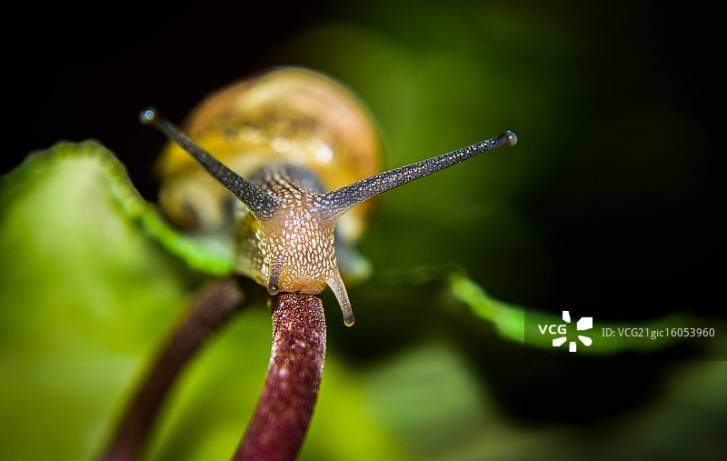 鼻涕虫图片素材