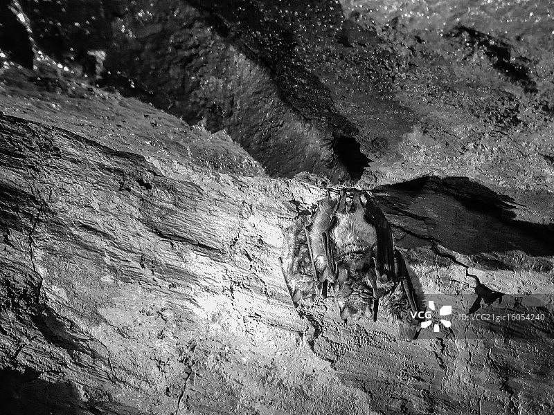 欢迎来到蝙蝠洞图片素材