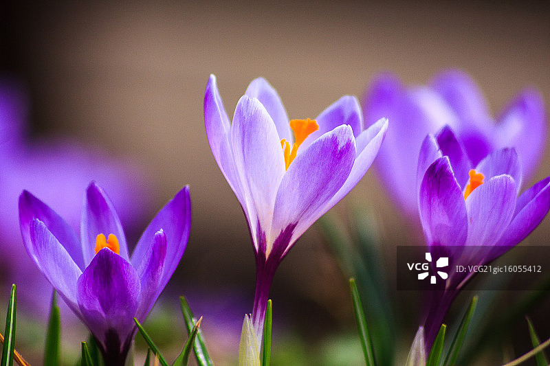 番红花属图片素材