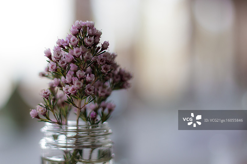 中心装饰品图片素材